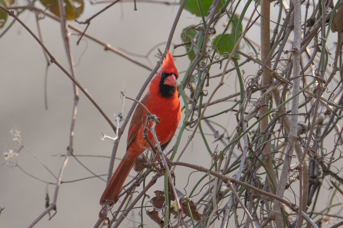 Northern Cardinal - ML630190942