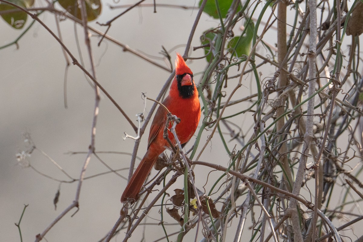Northern Cardinal - ML630190943