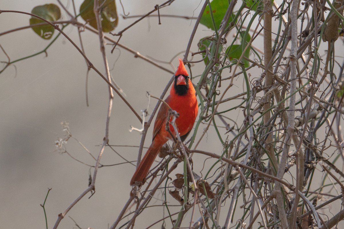 Northern Cardinal - ML630190944