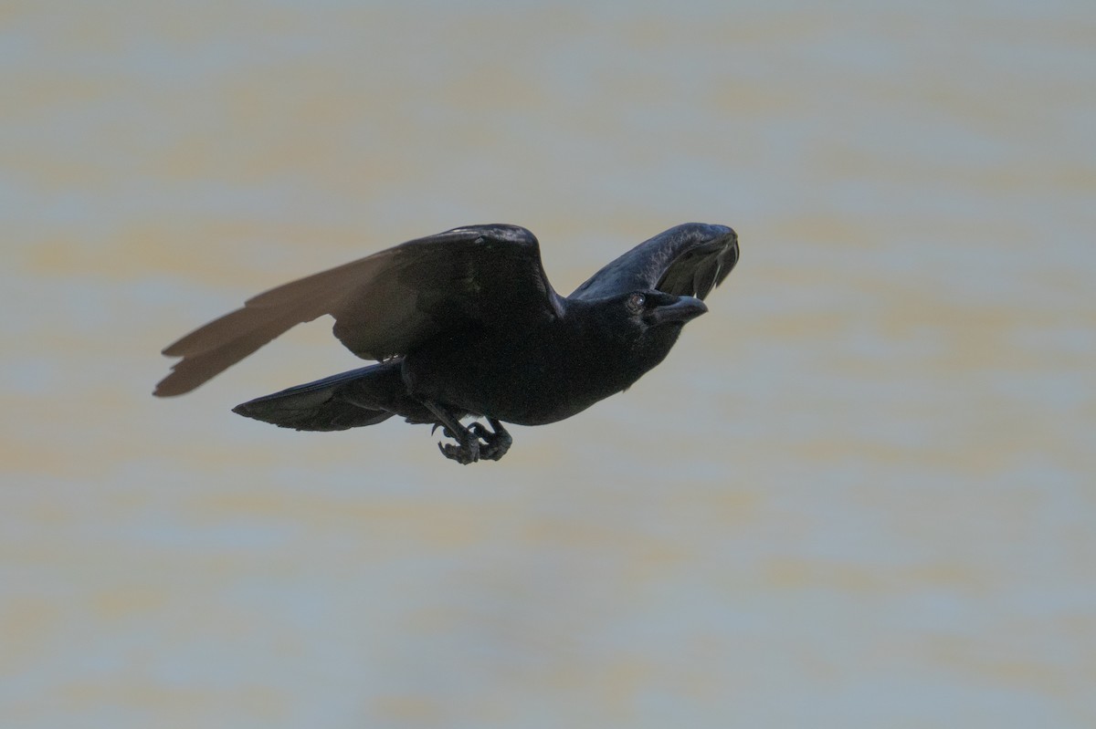American Crow - ML630190952