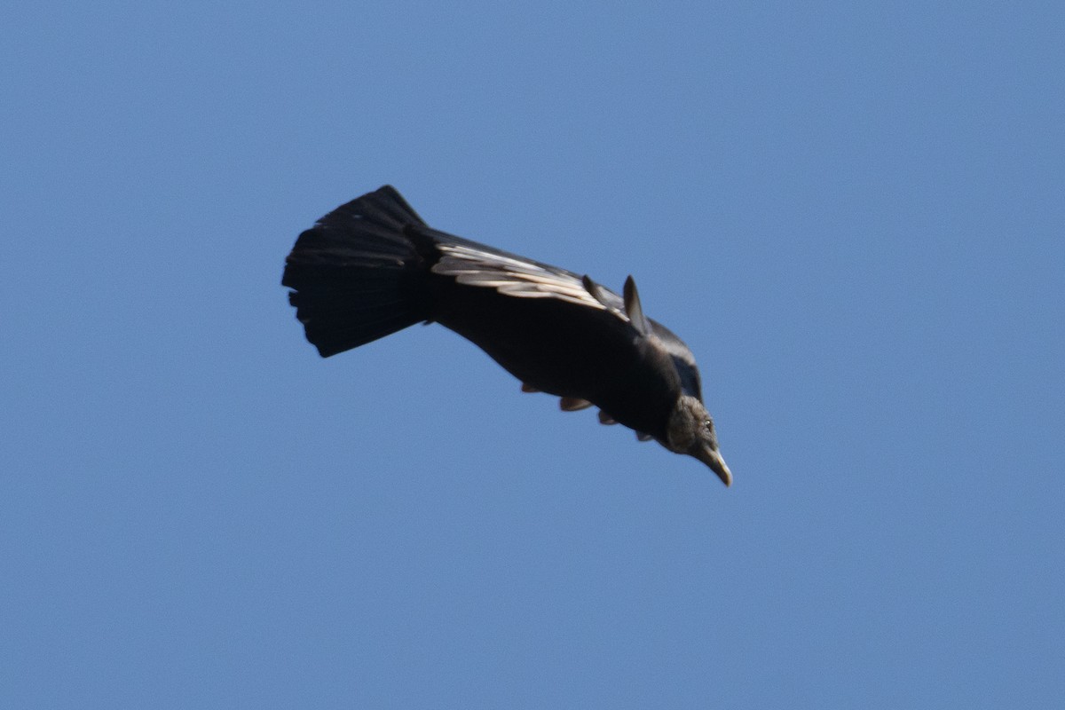 Black Vulture - ML630190966
