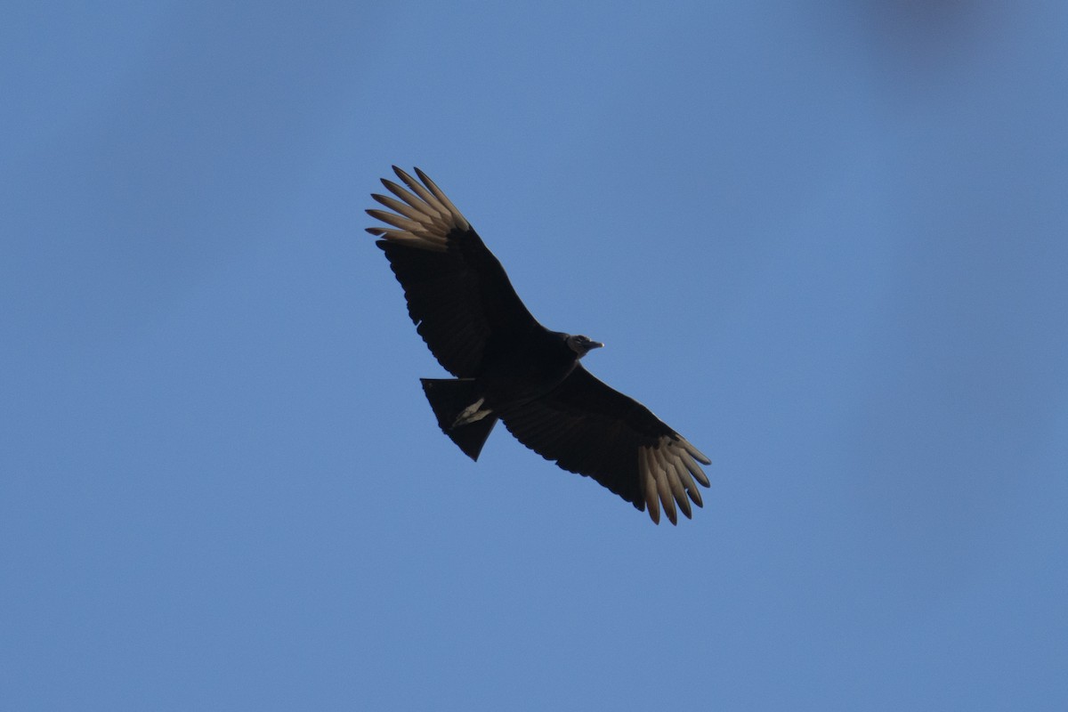 Black Vulture - ML630190967