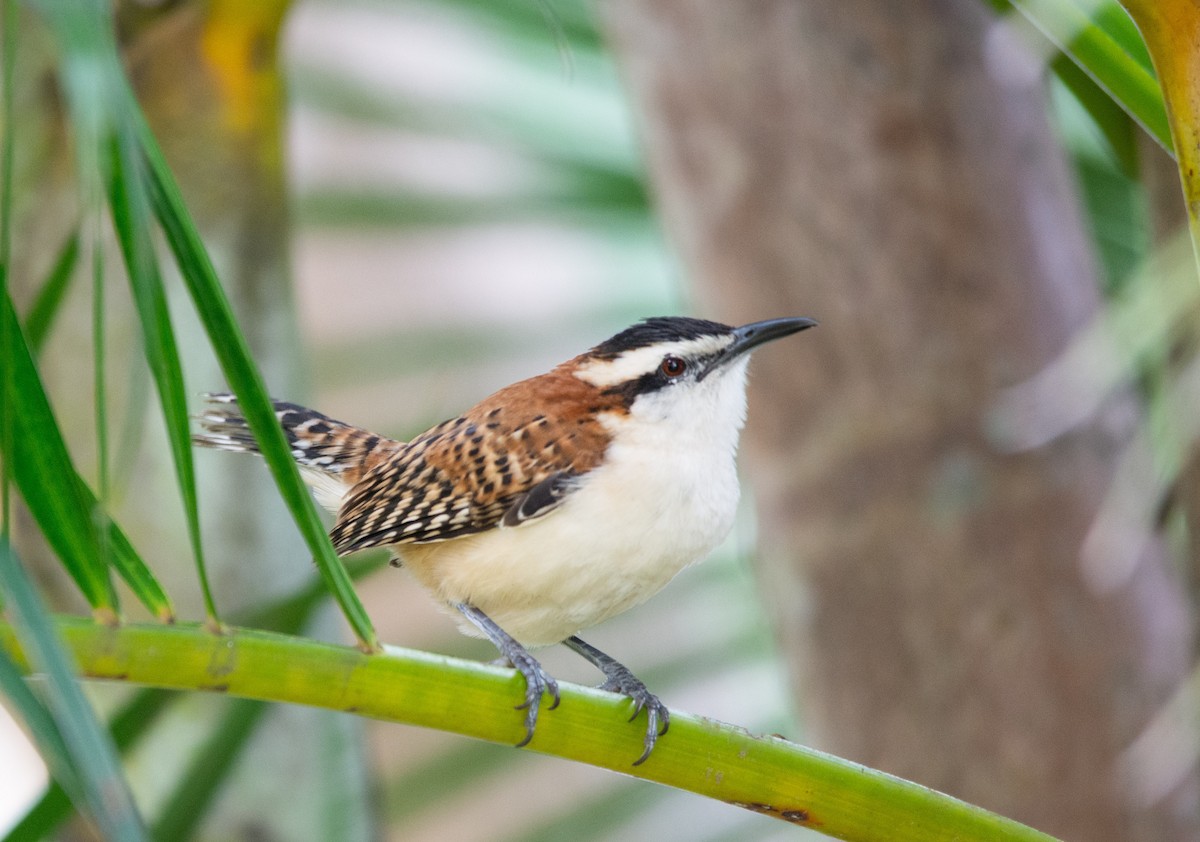 Rufous-backed Wren - ML630191067