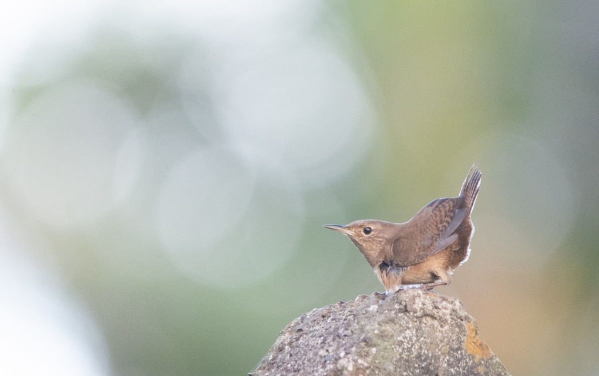 Southern House Wren - ML630191123