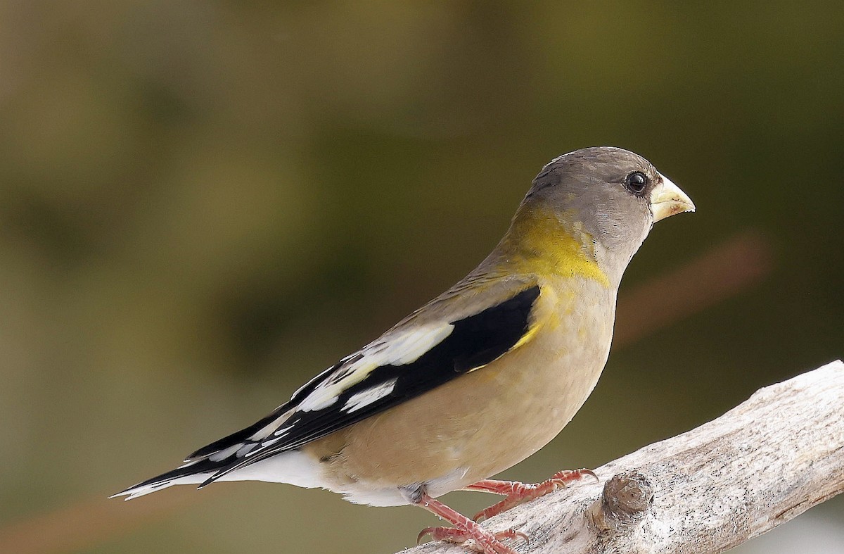 Evening Grosbeak - ML630191128