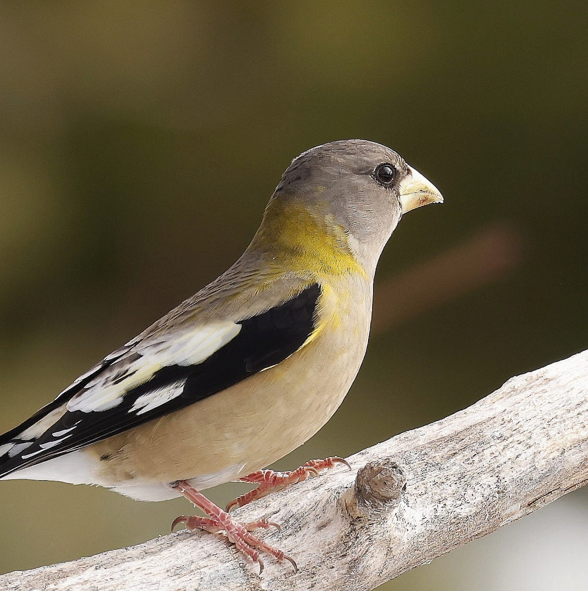 Evening Grosbeak - ML630191147