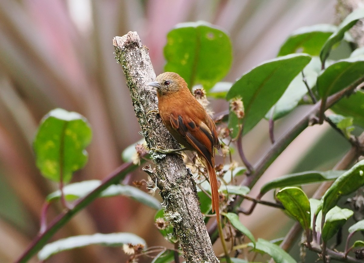 Russet-mantled Softtail - ML630191172