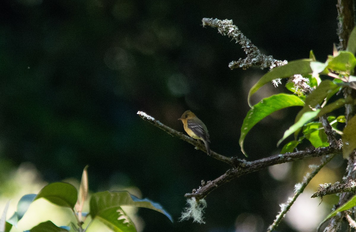 Tufted Flycatcher - ML630191187