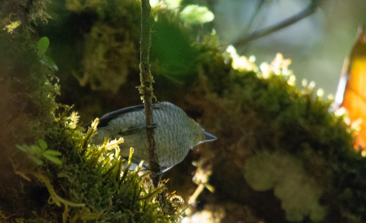 Barred Becard - ML630191191