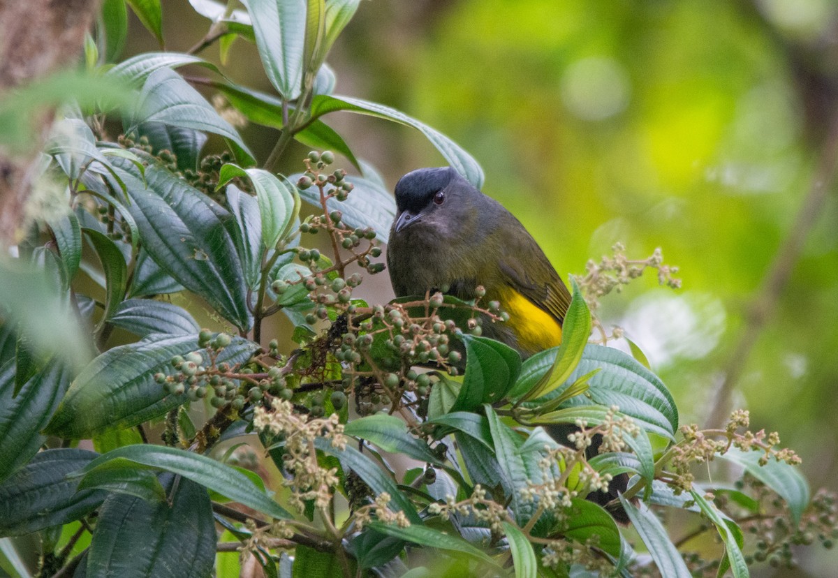 Black-and-yellow Silky-flycatcher - ML630191207