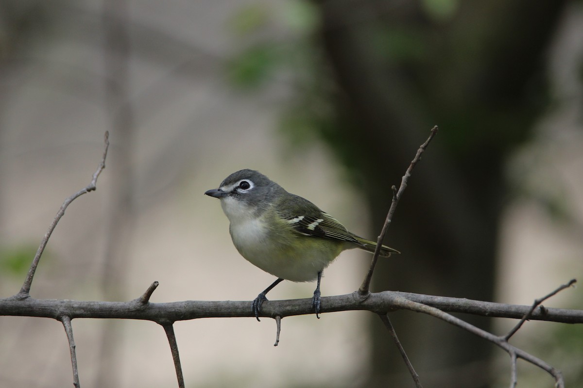 Blue-headed Vireo - ML630191219