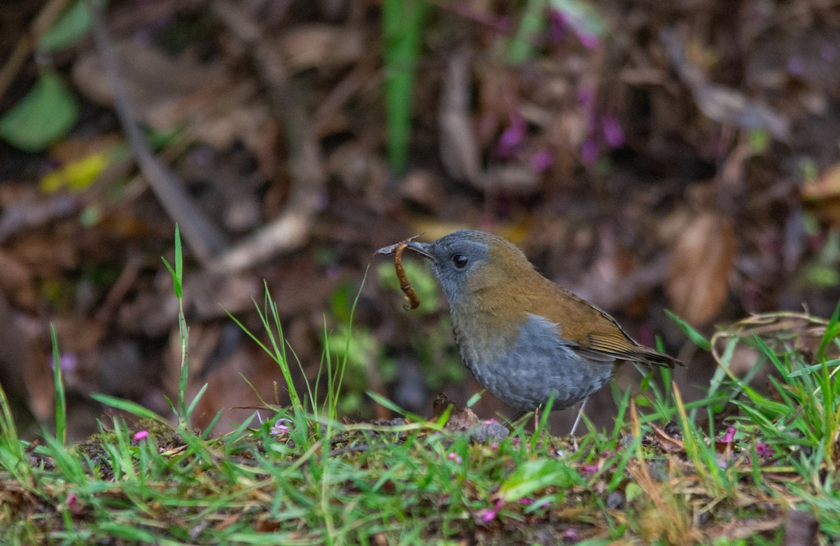 Black-billed Nightingale-Thrush - ML630191228
