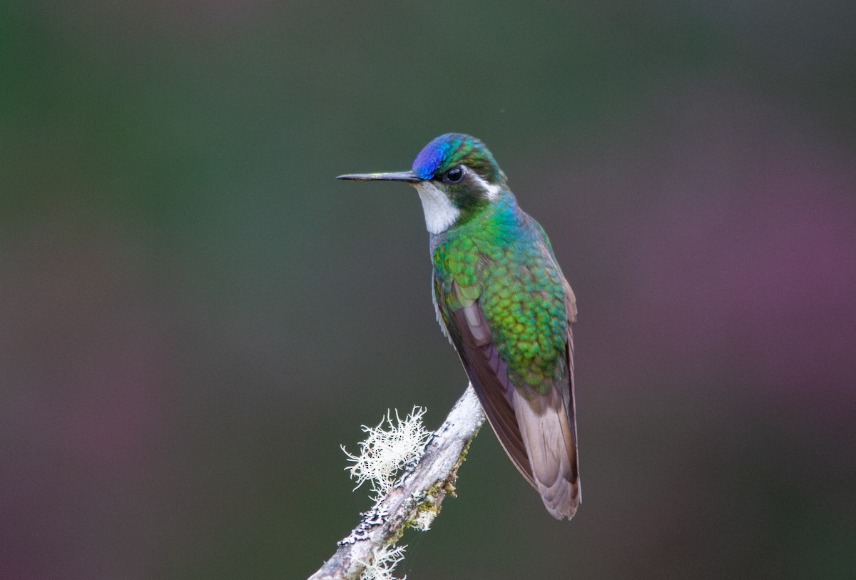 White-throated Mountain-gem - ML630191235