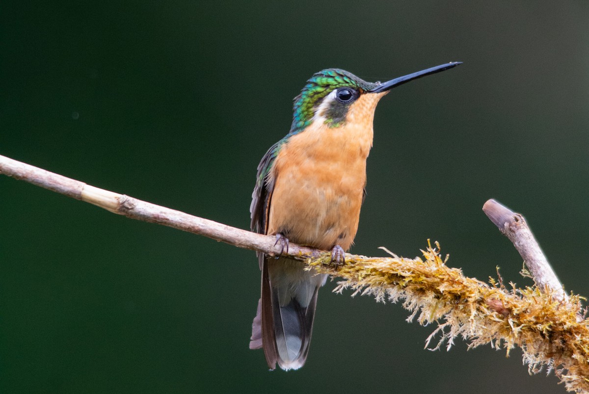 White-throated Mountain-gem - ML630191251