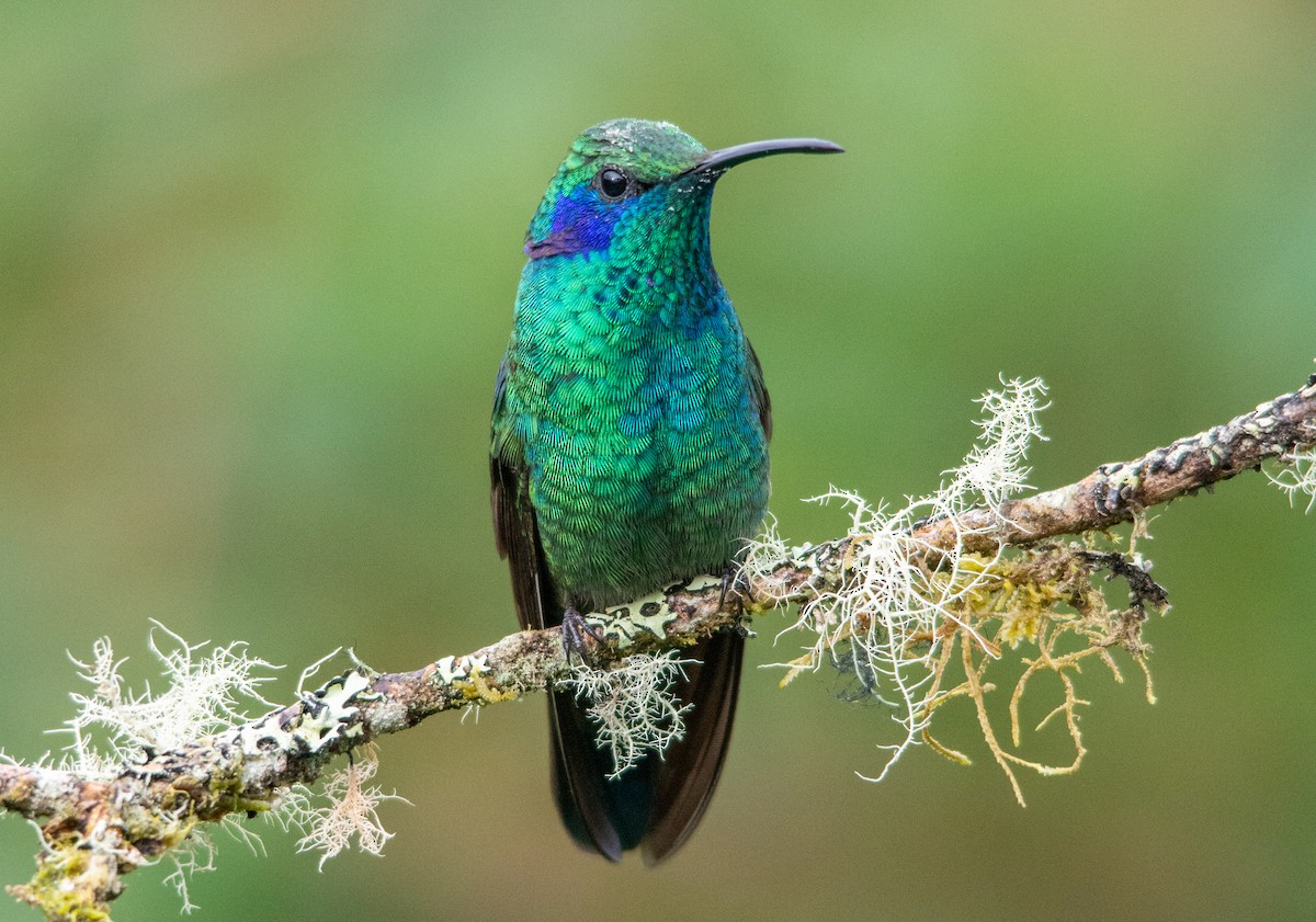 Lesser Violetear - ML630191255
