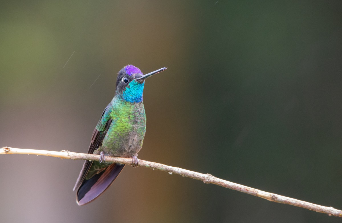 Talamanca Hummingbird - ML630191257