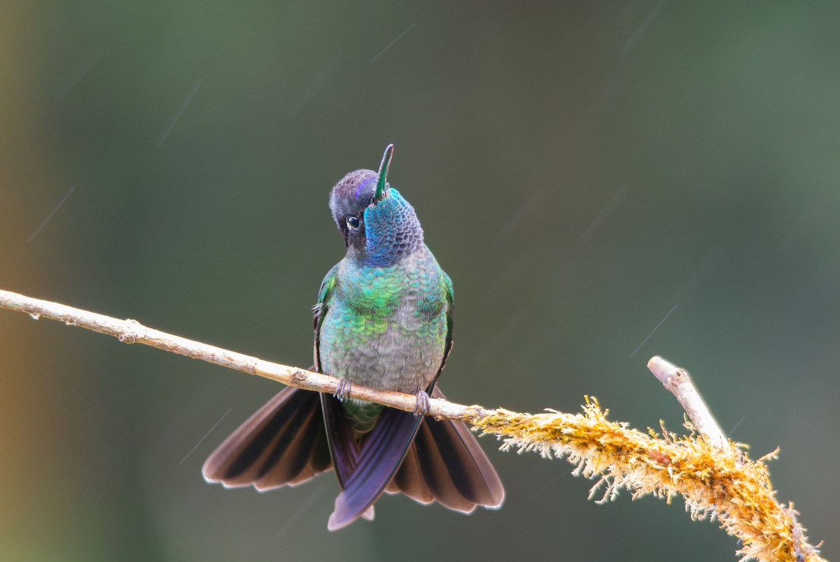 Talamanca Hummingbird - ML630191258