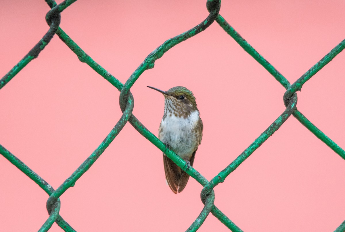 Scintillant Hummingbird - ML630191259