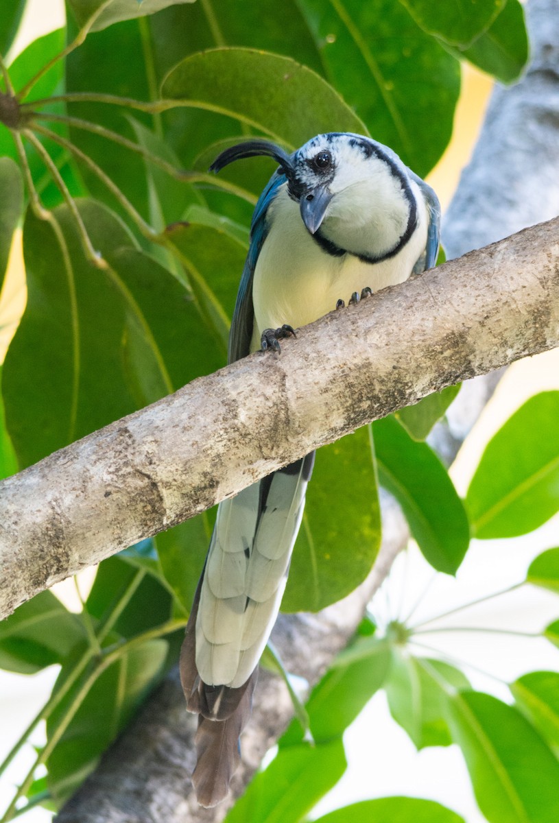 White-throated Magpie-Jay - ML630191272