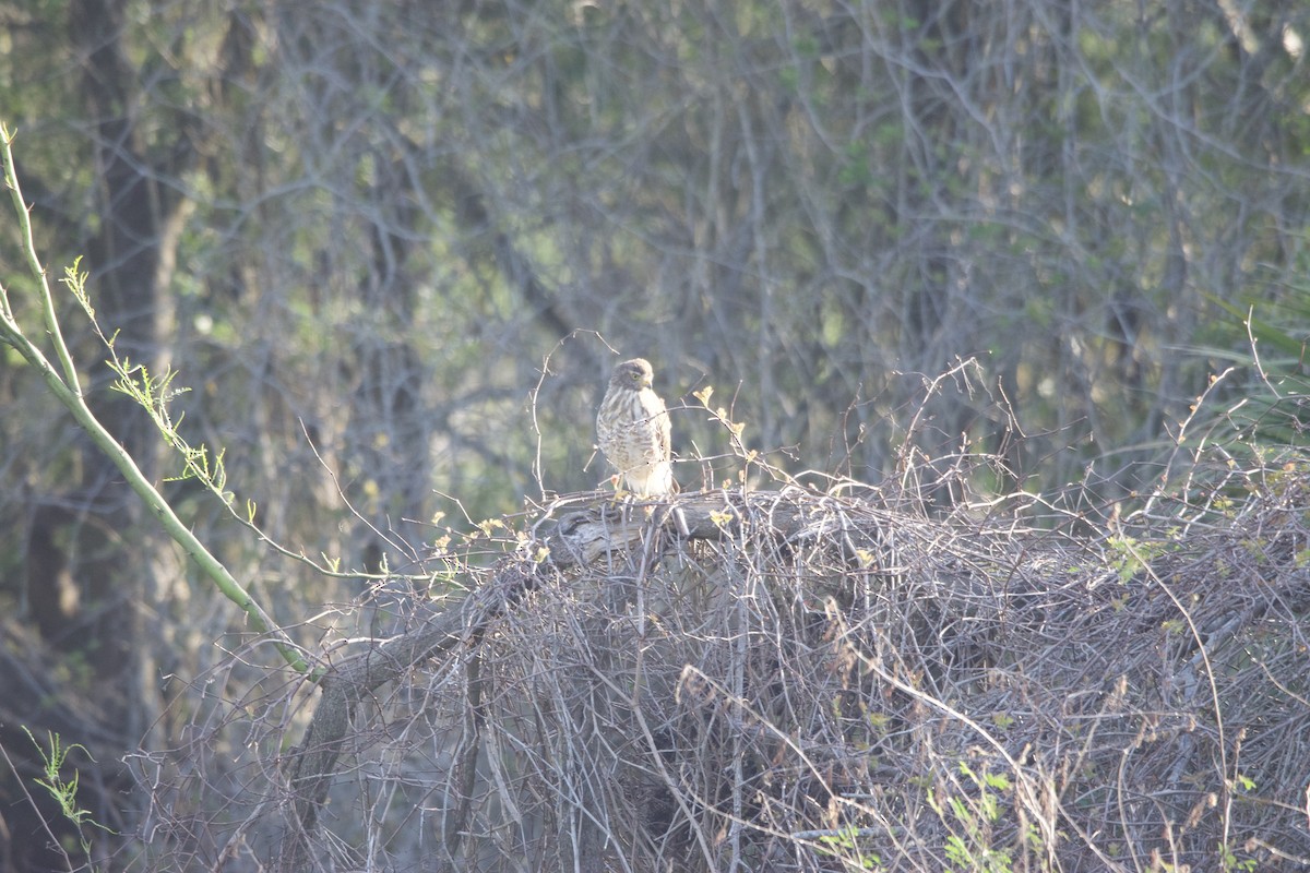 Roadside Hawk - ML630191300
