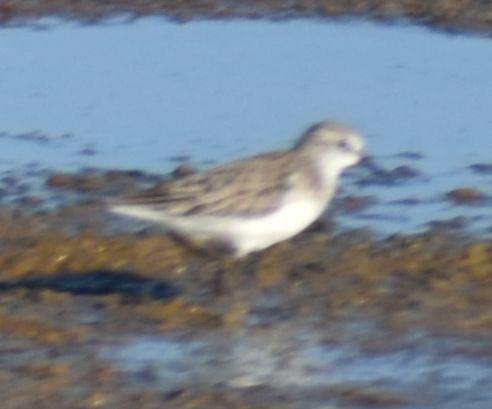 Little Stint - ML630191452