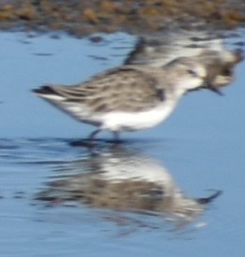 Little Stint - ML630191453