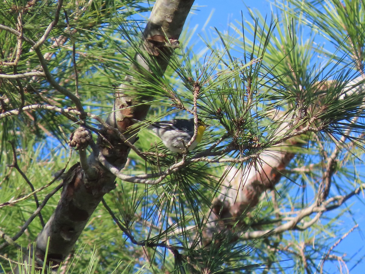 Grace's Warbler - ML630191463