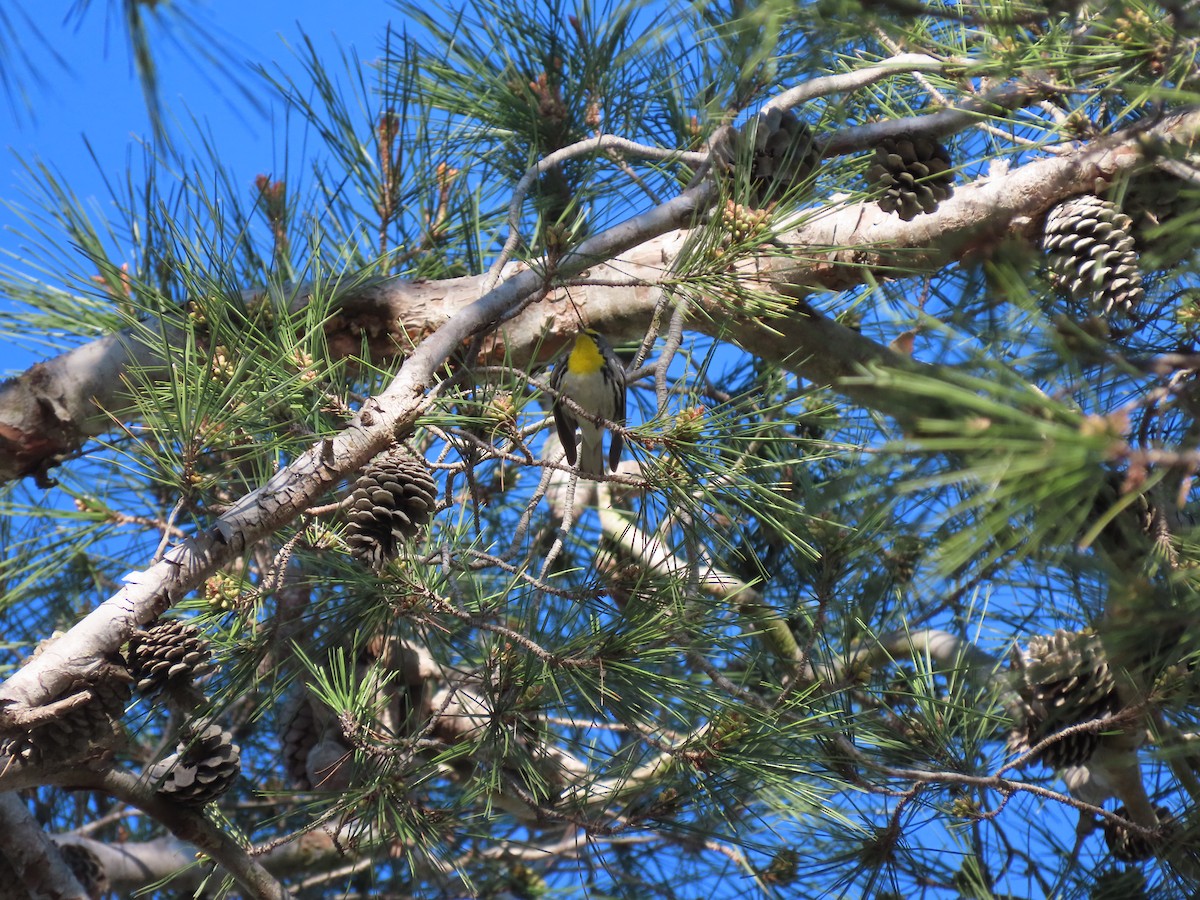 Grace's Warbler - ML630191464