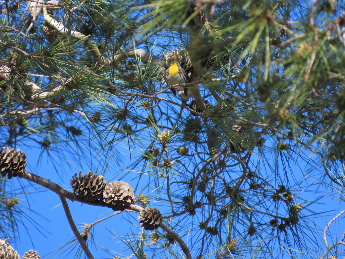 Grace's Warbler - ML630191465