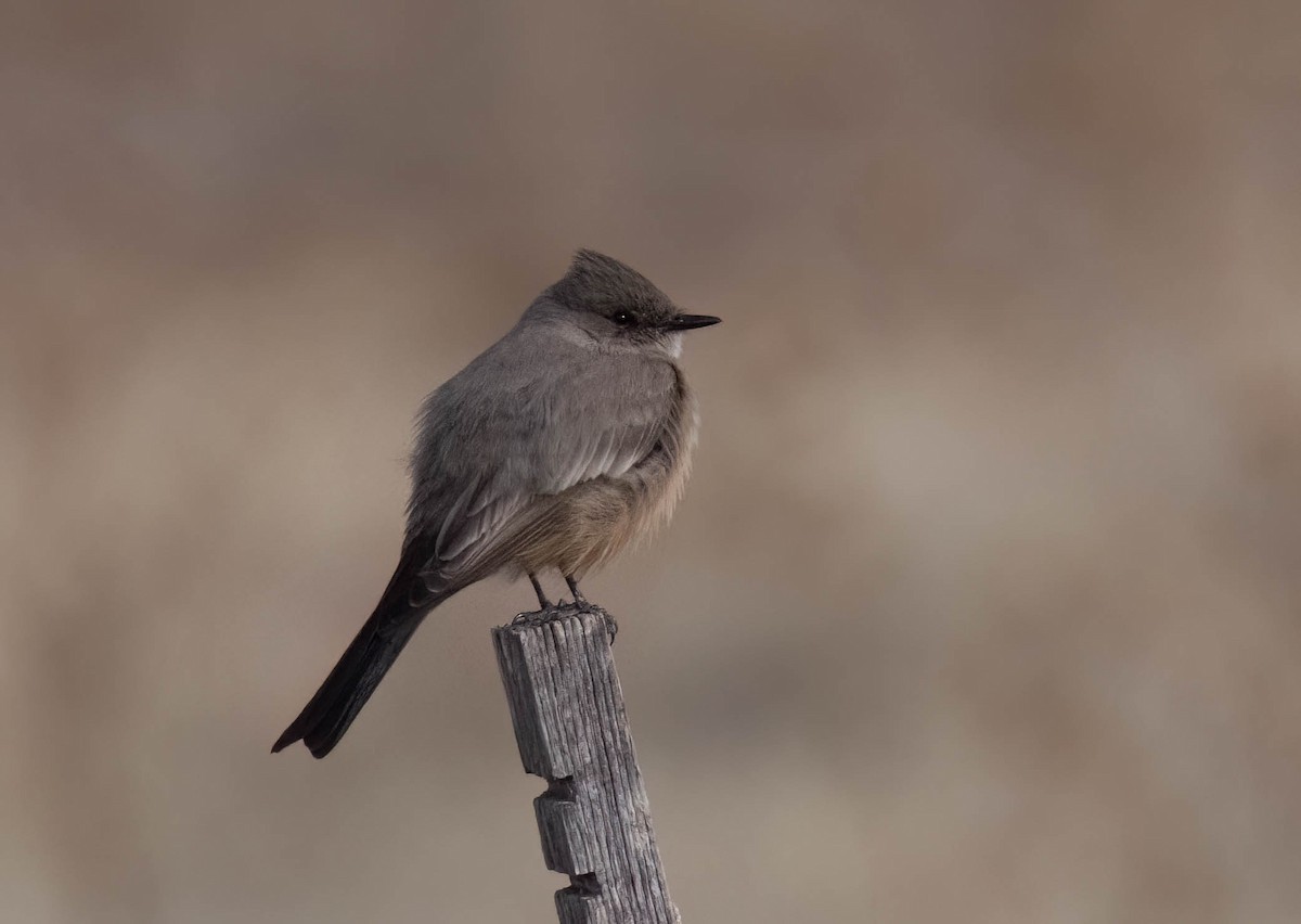 Say's Phoebe - ML630191475