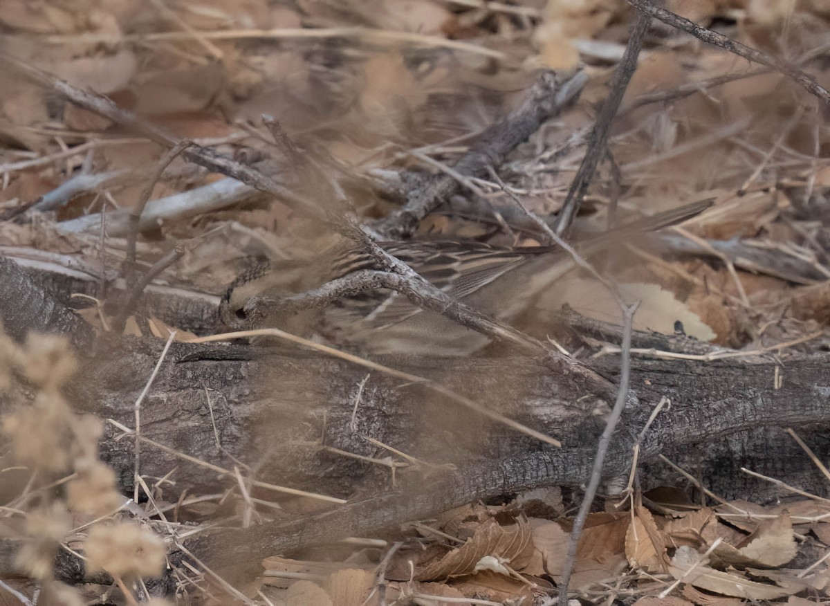 Harris's Sparrow - ML630191482