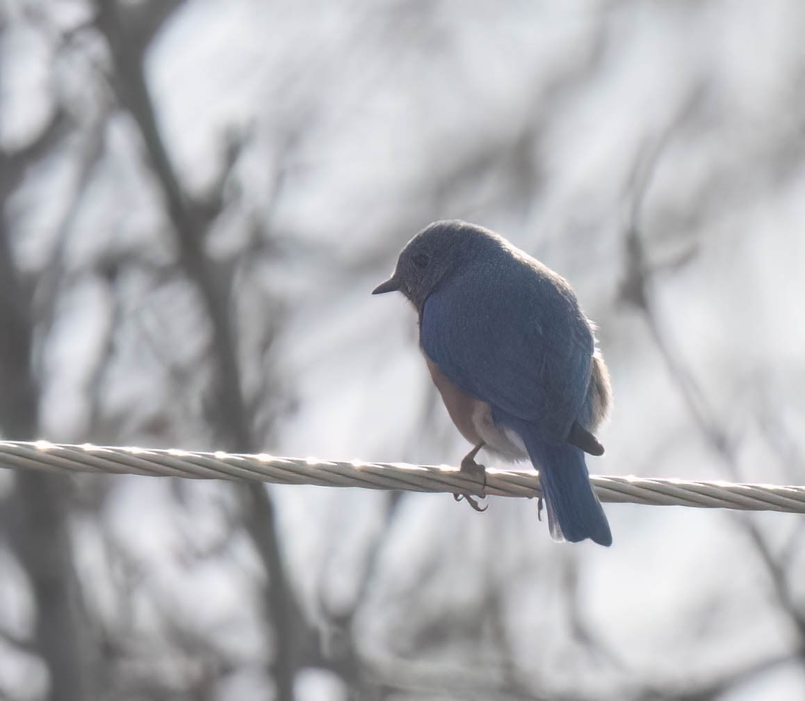 Eastern Bluebird - ML630191502