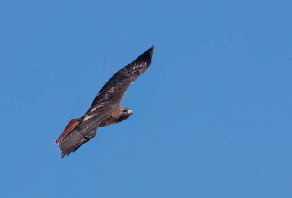 Red-tailed Hawk - ML630191518