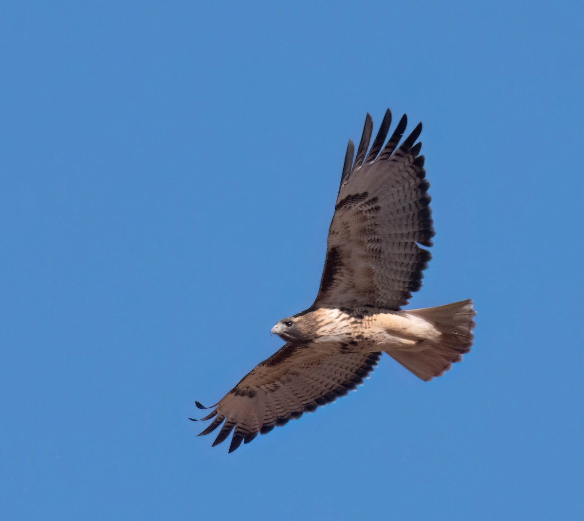 Red-tailed Hawk - ML630191530