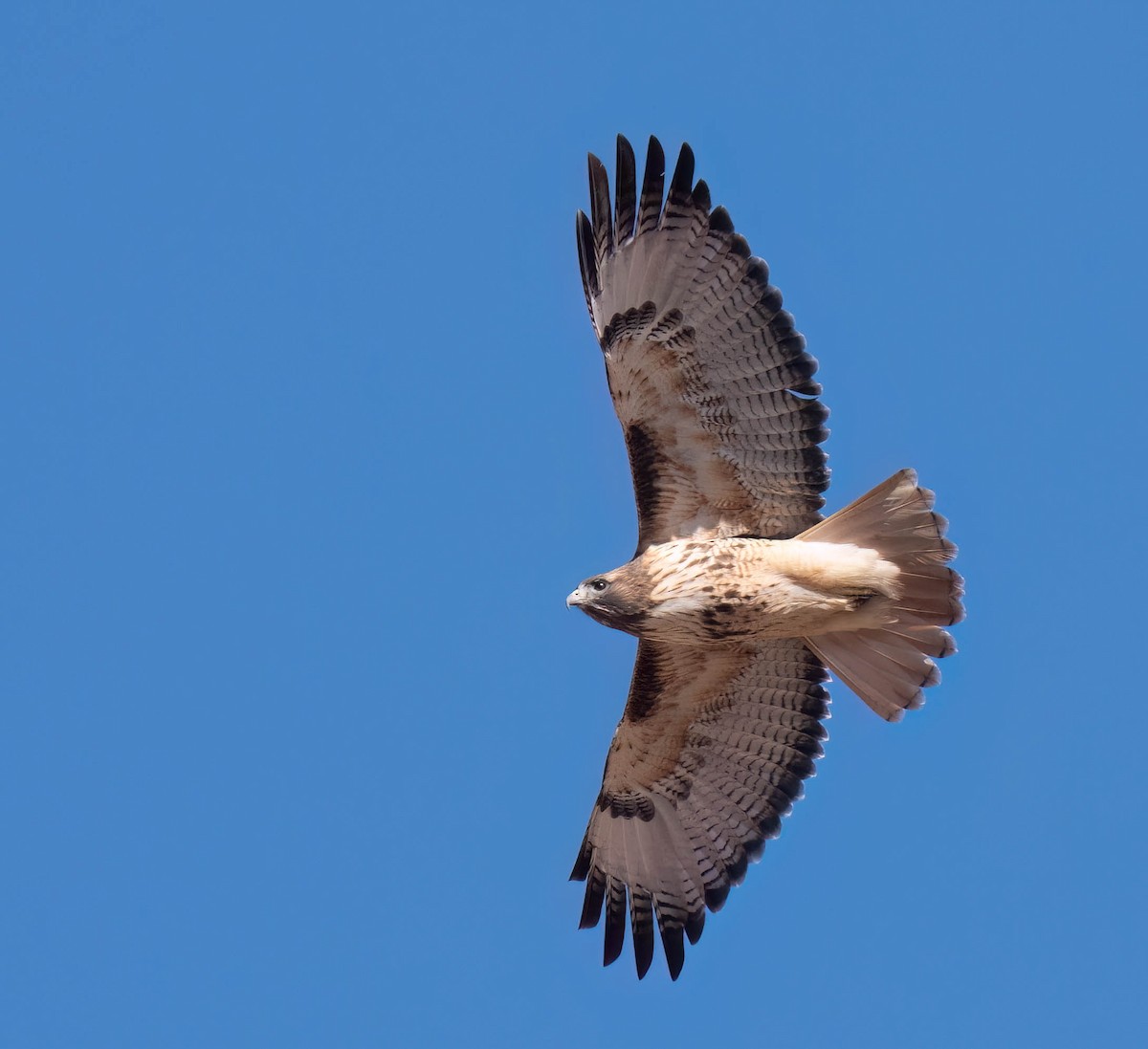 Red-tailed Hawk - ML630191537
