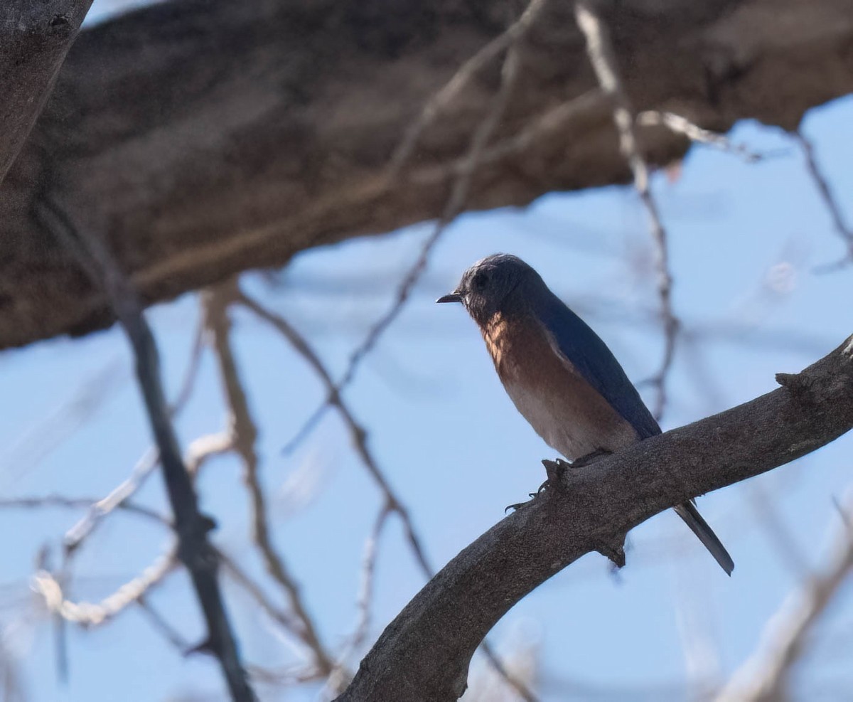 Eastern Bluebird - ML630191539