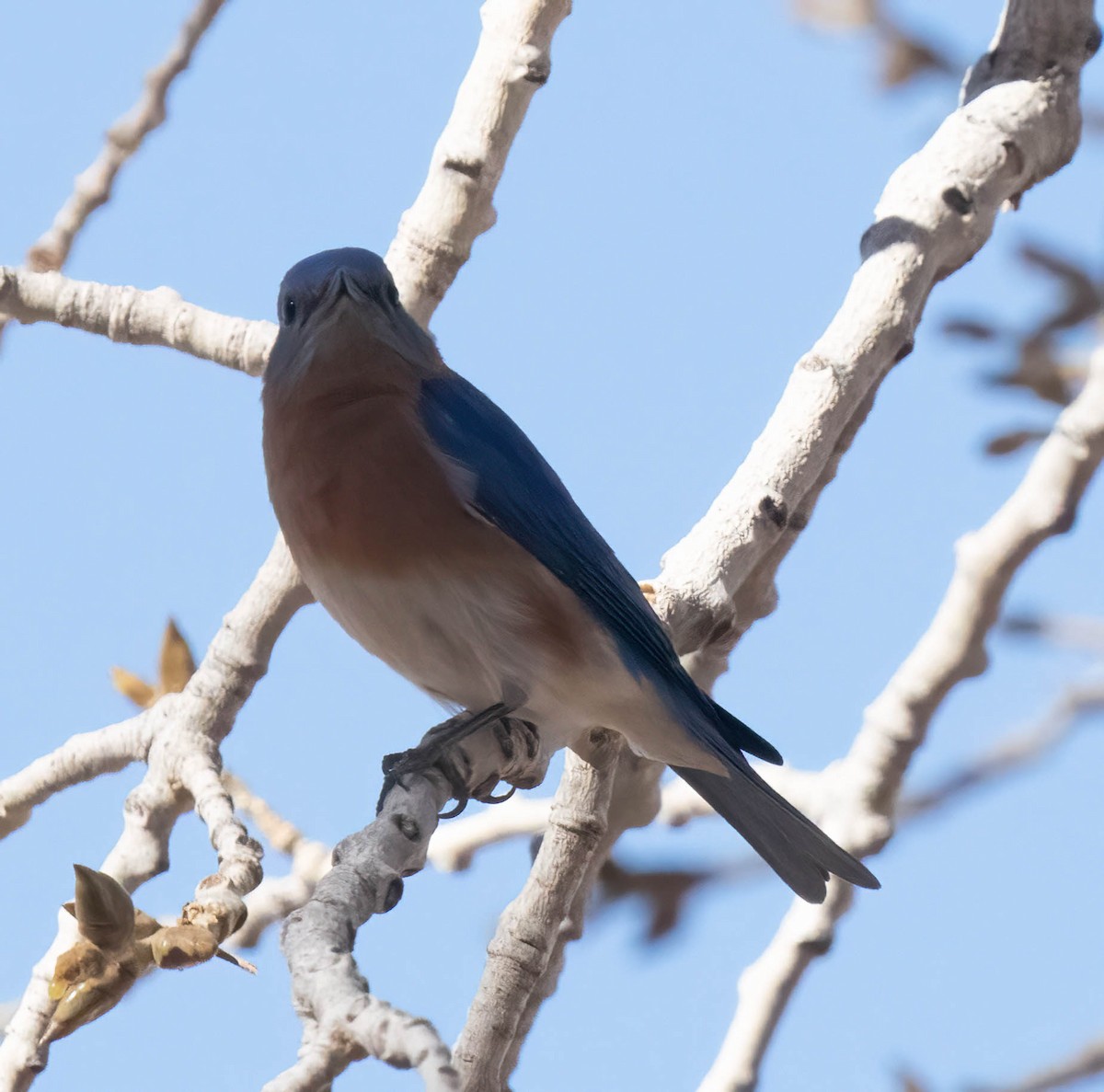 Eastern Bluebird - ML630191541