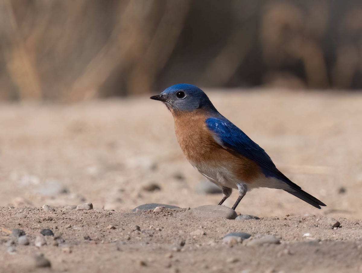 Eastern Bluebird - ML630191547