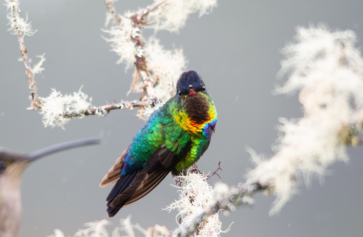 Fiery-throated Hummingbird - ML630191623