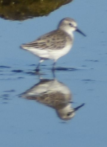 Little Stint - ML630191631