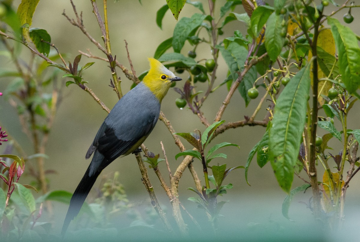 Long-tailed Silky-flycatcher - ML630191714