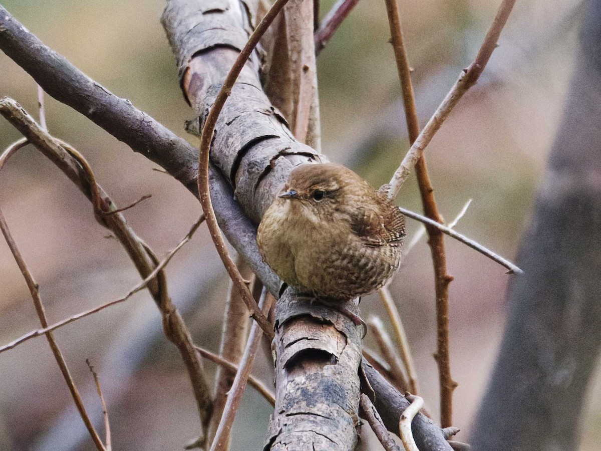 Winter Wren - ML630191731
