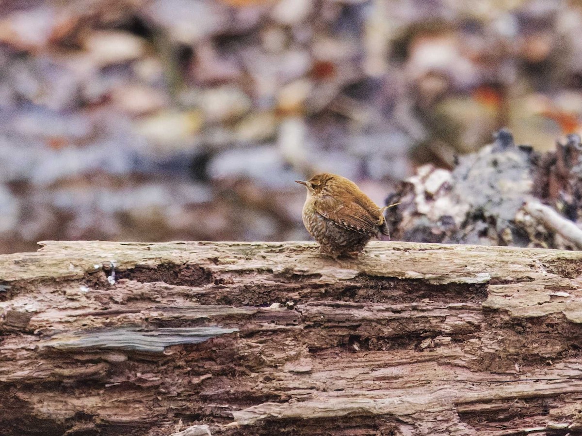 Winter Wren - ML630191737