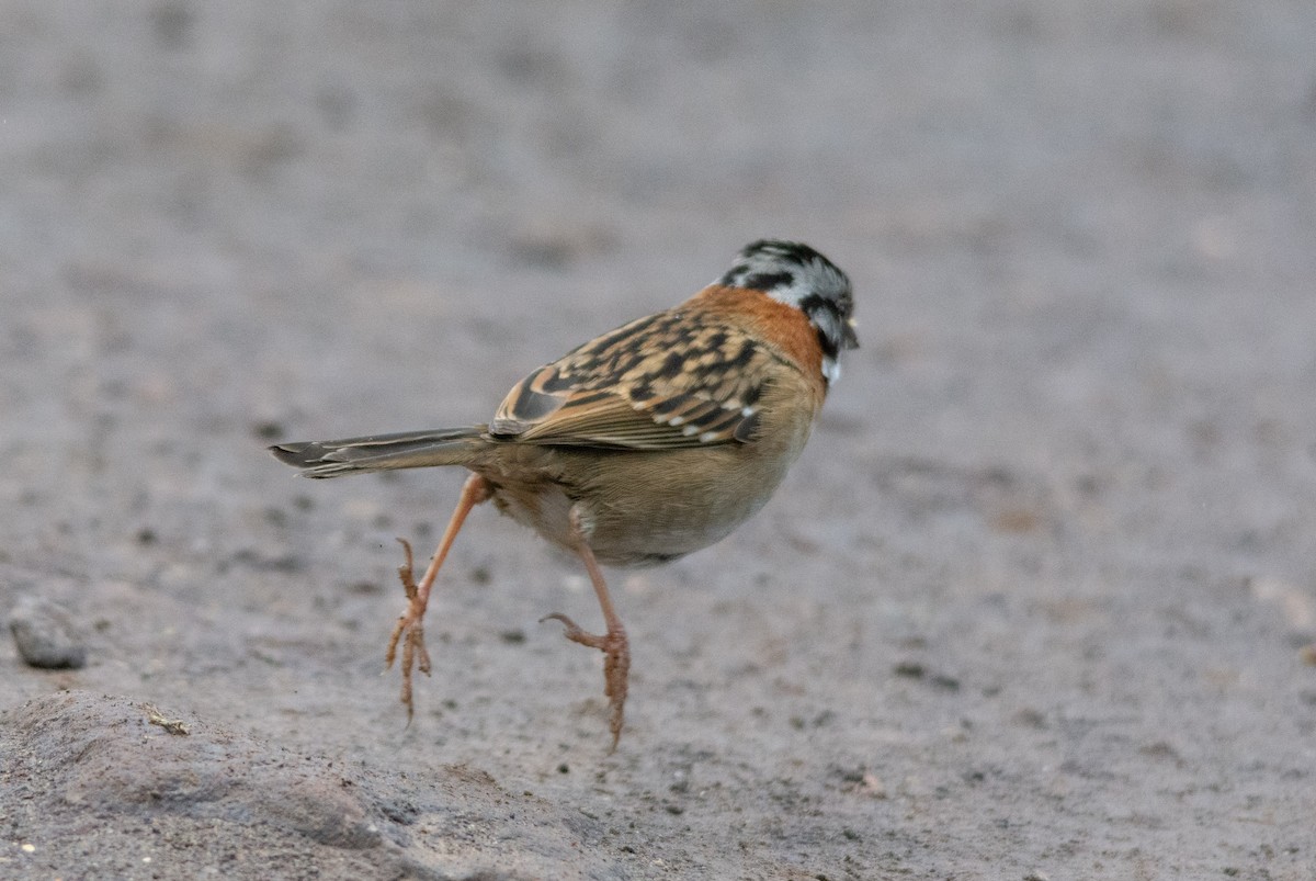 Rufous-collared Sparrow - ML630191763