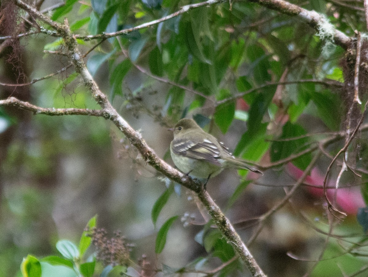 Mountain Elaenia - ML630191904