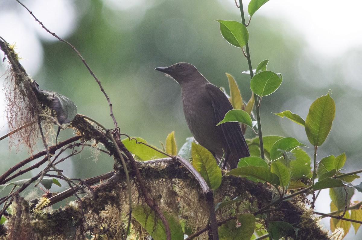 Mountain Thrush - ML630191969