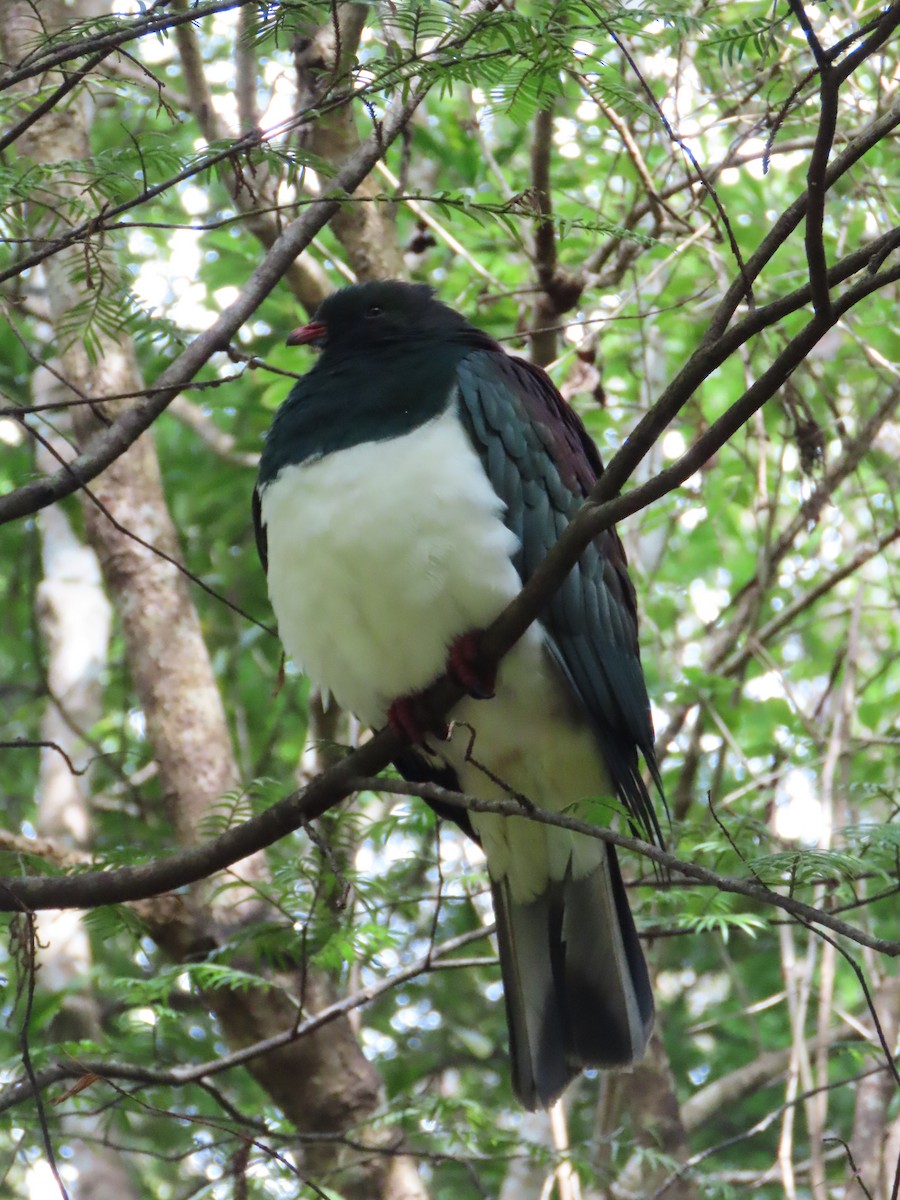 New Zealand Pigeon - ML630192009