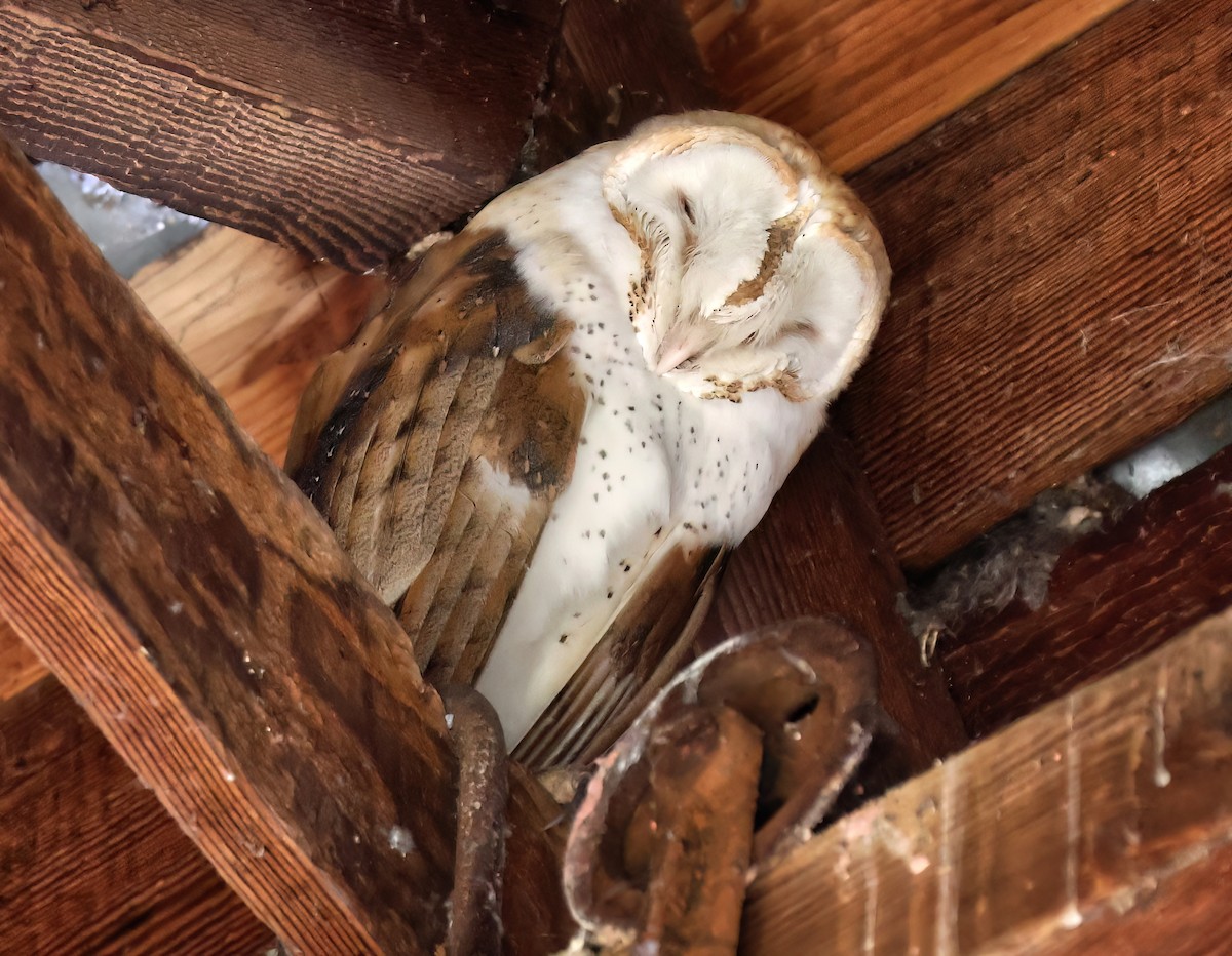 American Barn Owl - ML630192079