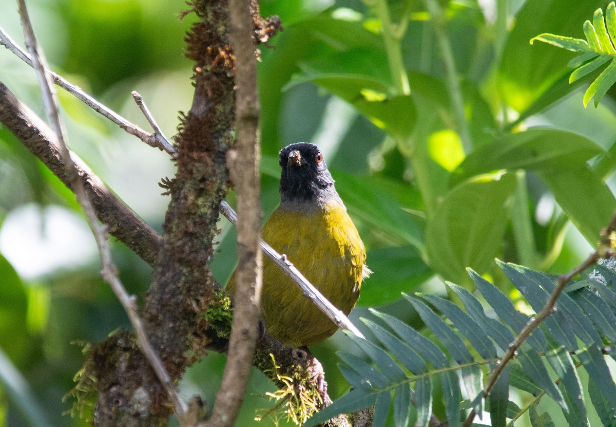 Large-footed Finch - ML630192092