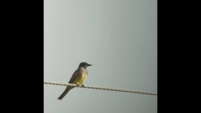 Cassin's Kingbird - ML630192150